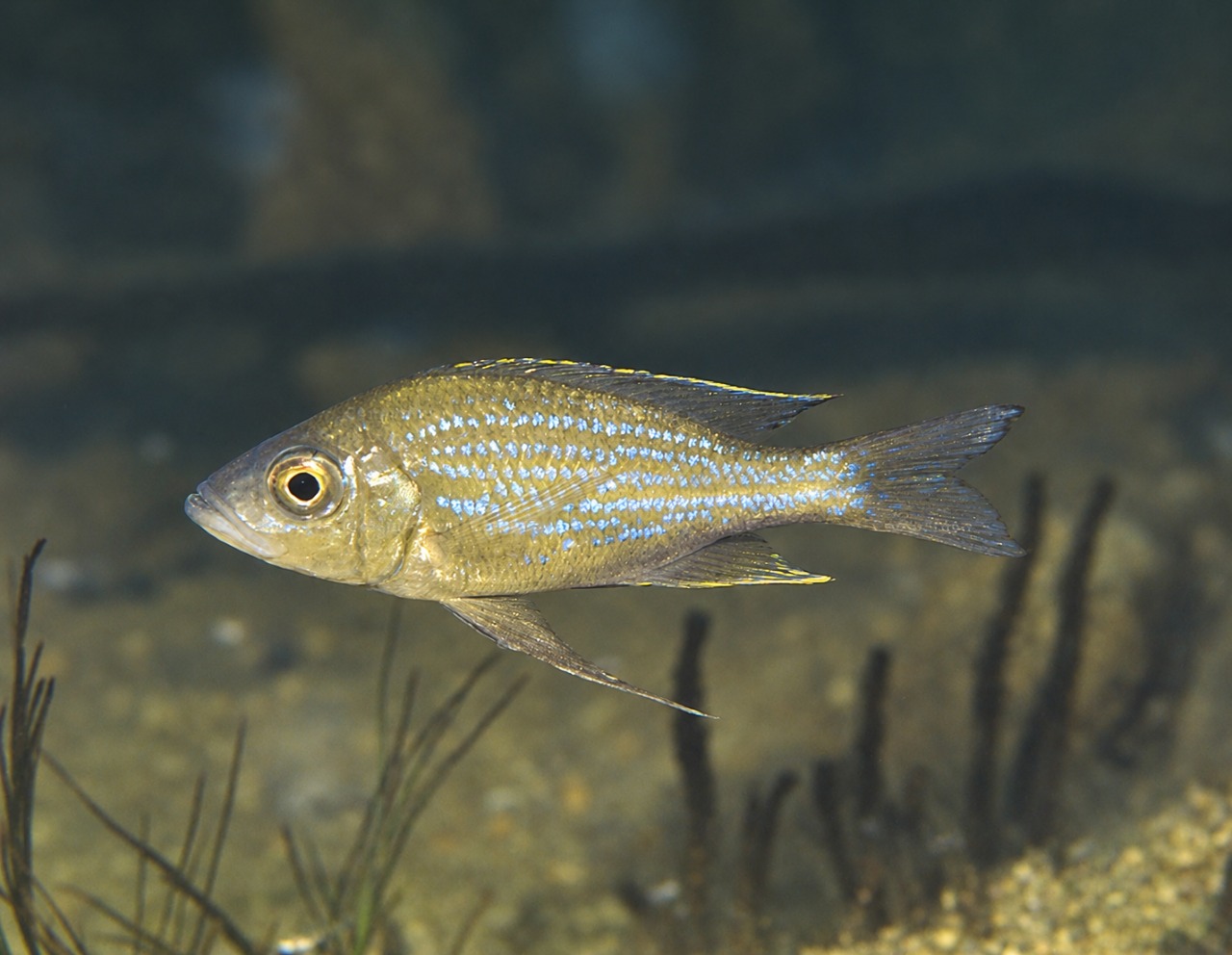 Aulonocranus dewindti 'Msalaba'